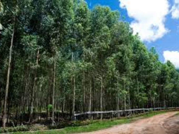 Proteger uma árvore é proteger Vida